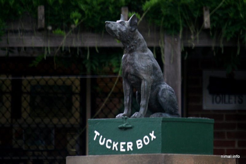 The Dog on the Tuckerbox, Snake Gully
